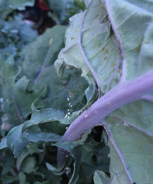 Organic Pest Management Aphids and Lacewing Eggs