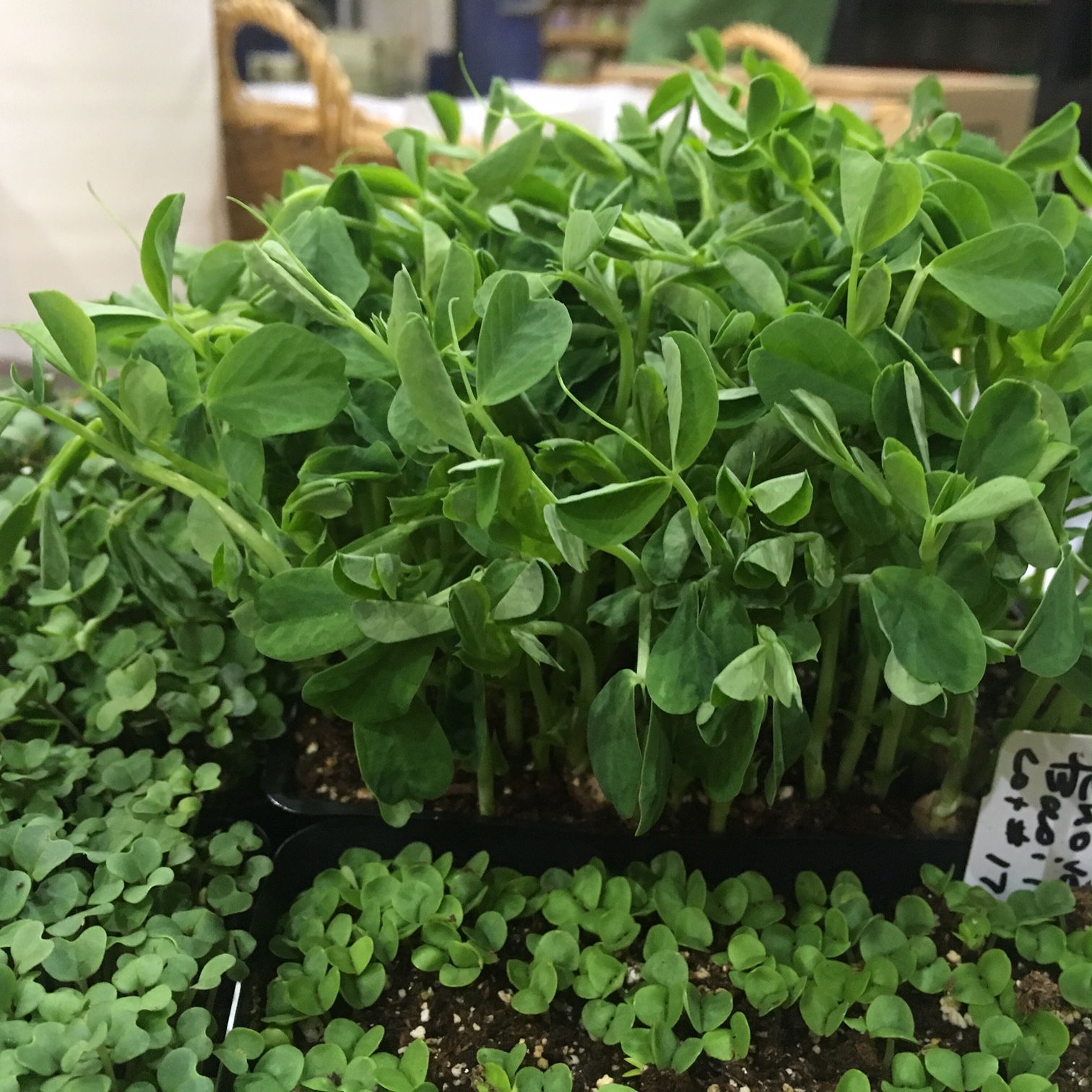 Microgreens assorted close up