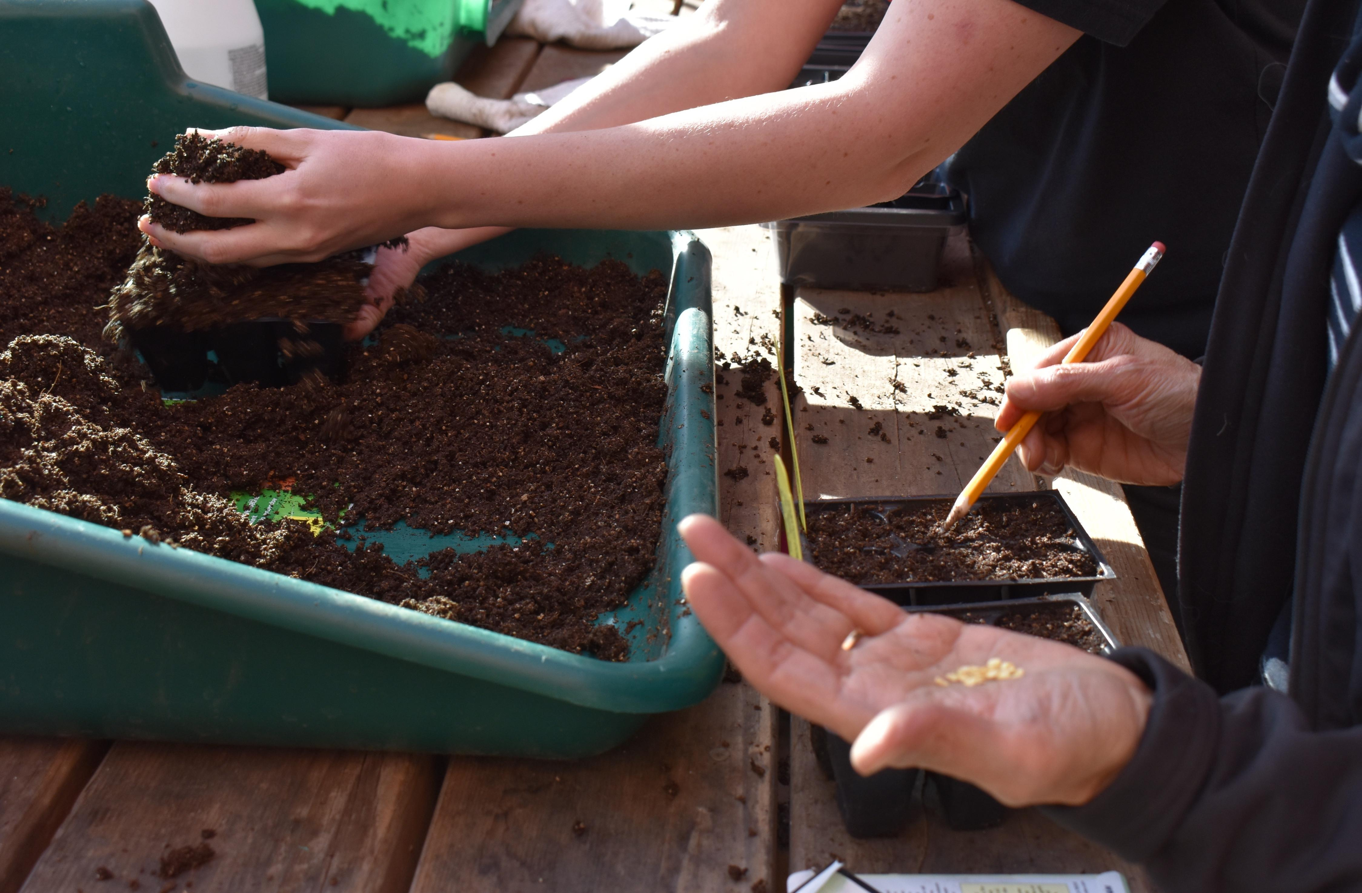 Starting seeds in greenhouse