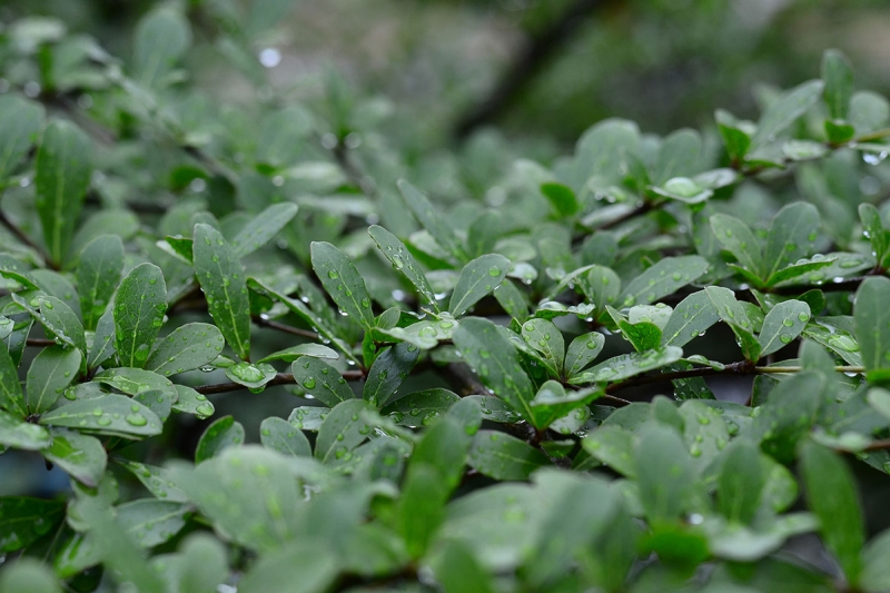 Cover Crops