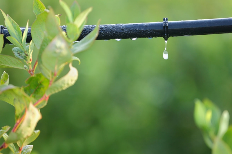 Drip Irrigation